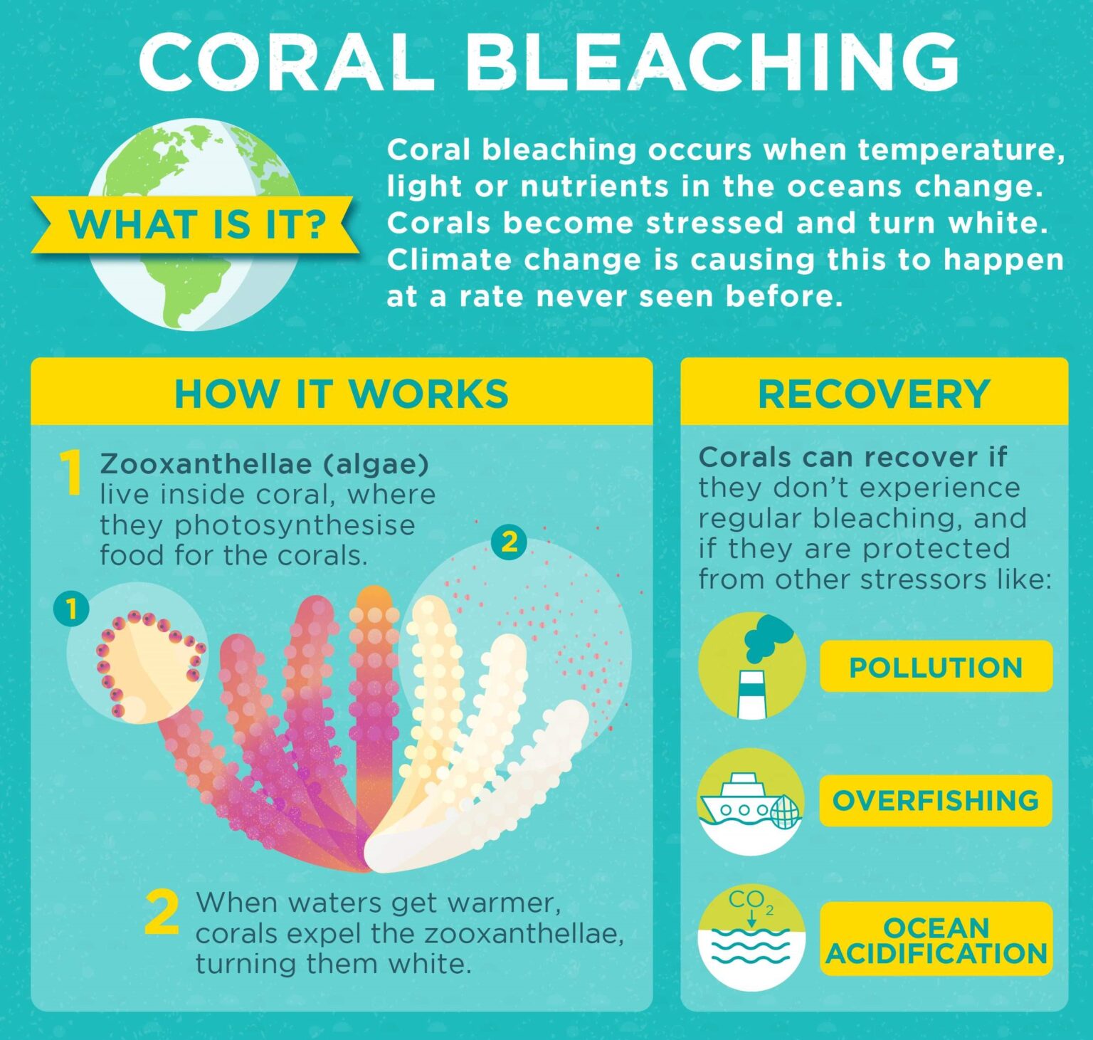 4 Important Ways Divers Can Protect Coral Reef – Scuba Splash