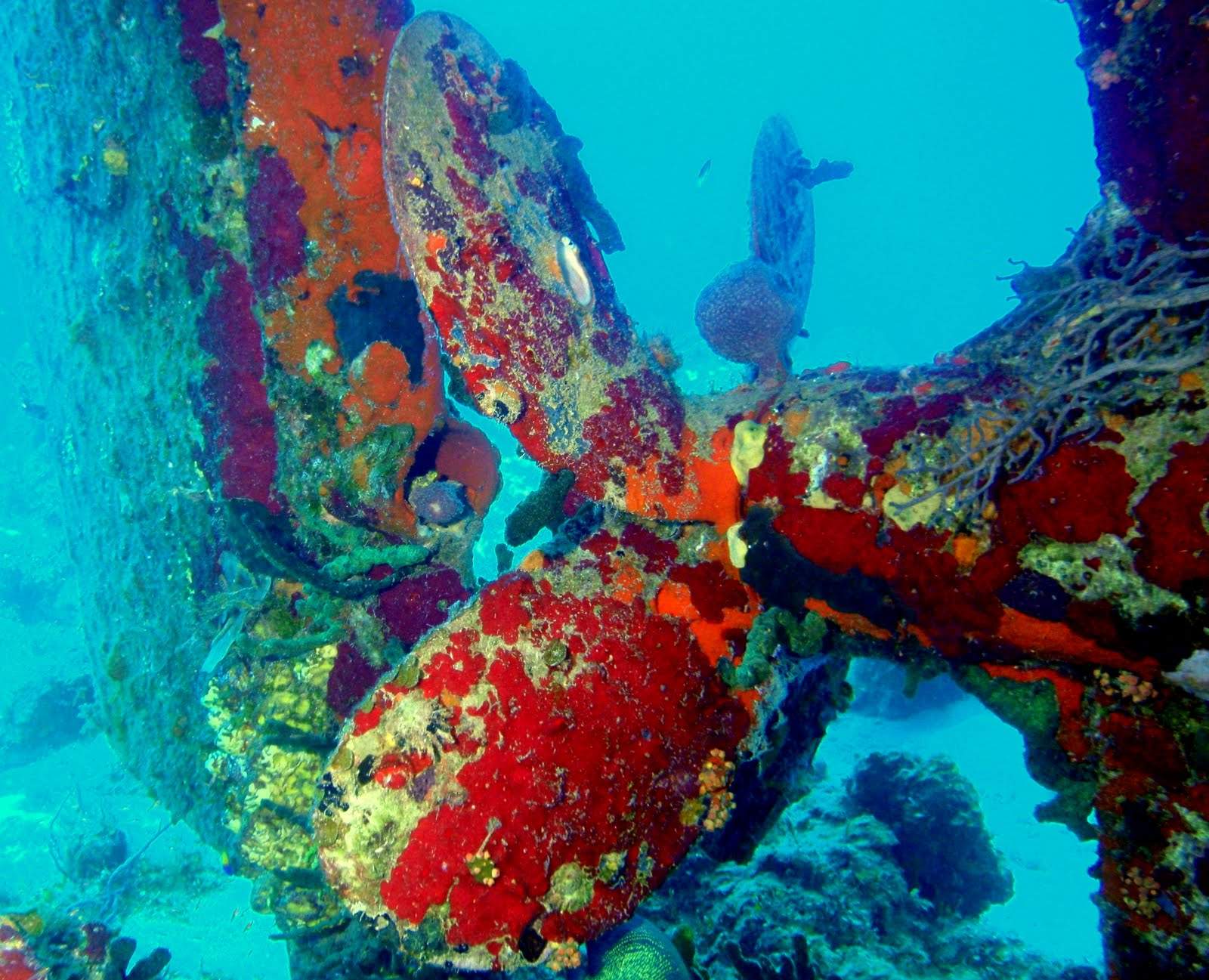 9 Interesting Dive Sites in Nassau Bahamas – Scuba Splash