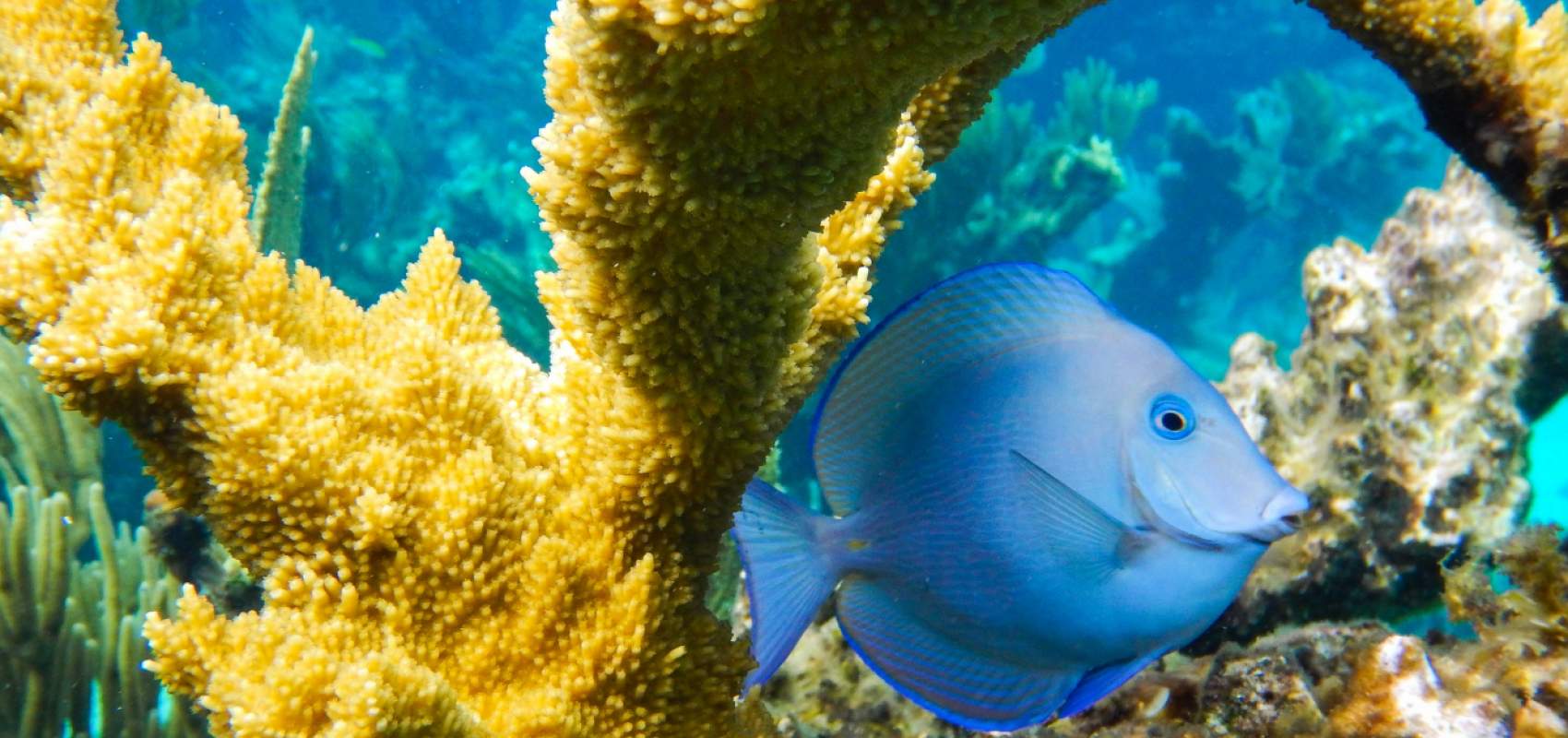 9 Interesting Dive Sites in Nassau Bahamas – Scuba Splash