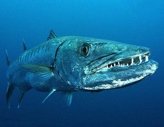 10 of the World's Most Dangerous Fish